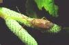 Pantilius tunicatus