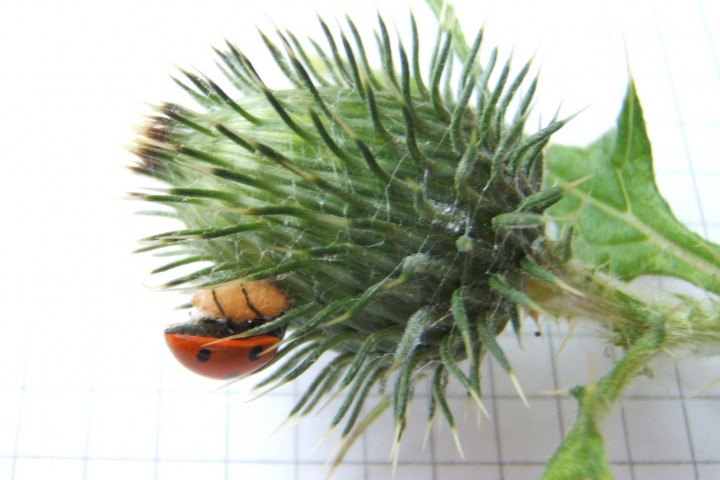 7-Spot Ladybird Copyright: Peter Pearson