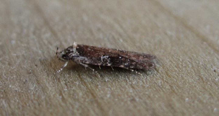 Agonopterix purpurea 3 Copyright: Stephen Rolls