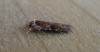 Agonopterix purpurea 3