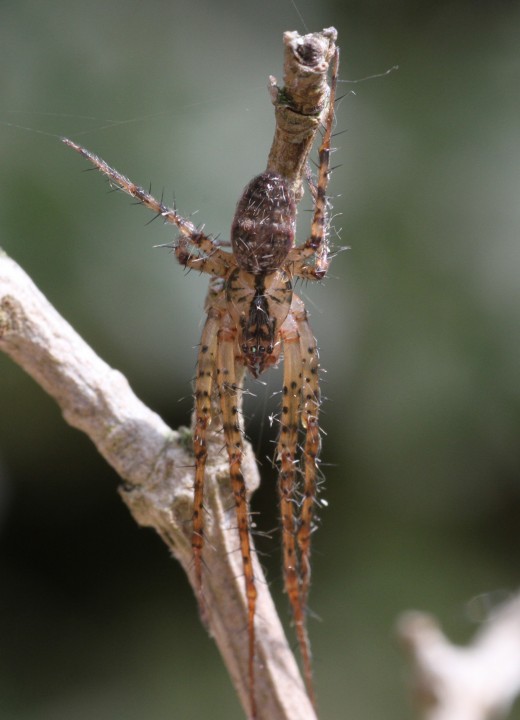 Male Metellina merianae dorsal view Copyright: Colin Humphrey