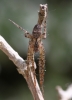 Male Metellina merianae dorsal view 