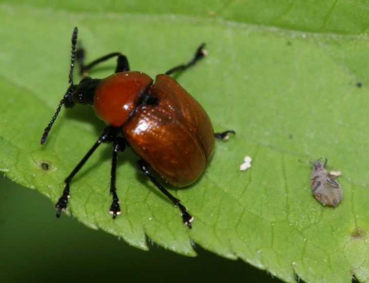 Attelabus nitens 01 Copyright: Robert Smith