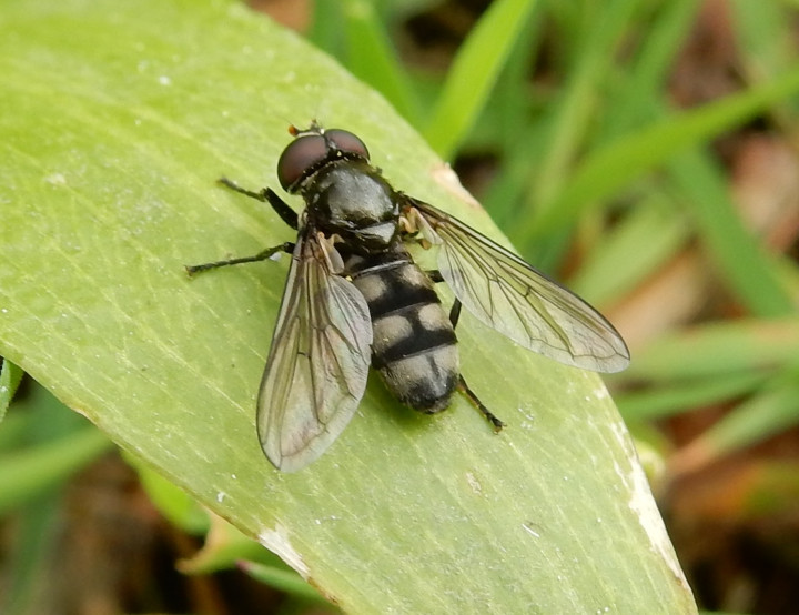 Portevinia maculata on Wild Garlic leaf Copyright: Roger Payne