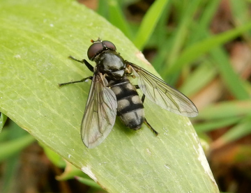 Portevinia maculata on Wild Garlic leaf Copyright: Roger Payne