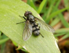 Portevinia maculata on Wild Garlic leaf