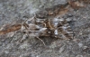 Toadflax Brocade 6 Copyright: Graham Ekins