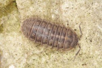 Armadillidium nasatum