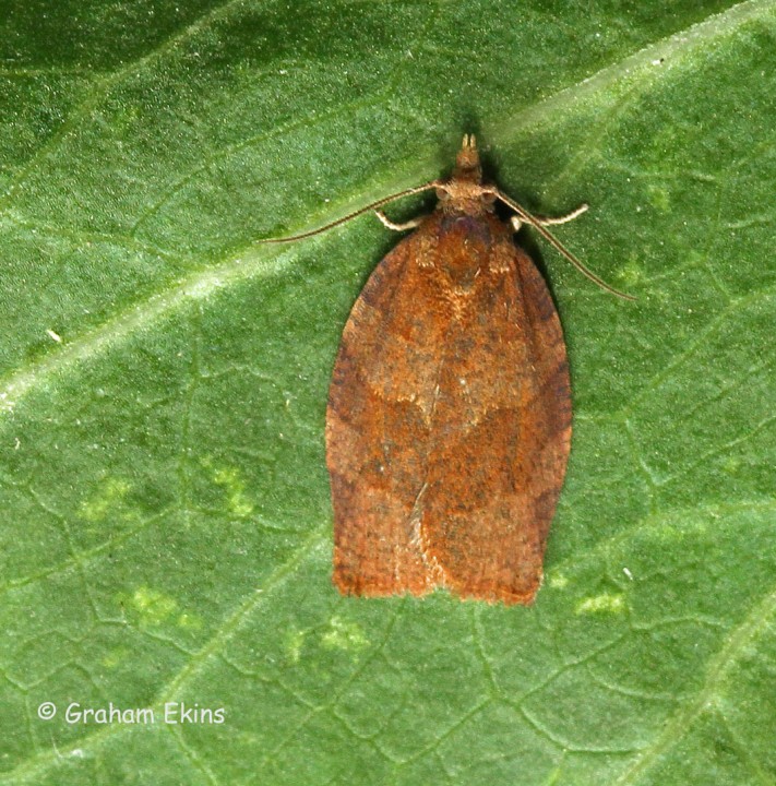 Pandemis cerasana 3 Copyright: Graham Ekins