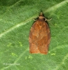 Pandemis cerasana 3 Copyright: Graham Ekins