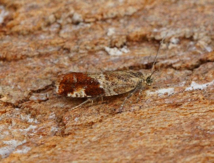 Epinotia cruciana 1 Copyright: Ben Sale