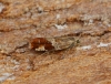 Epinotia cruciana 1