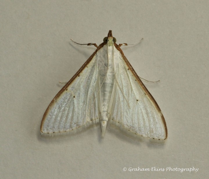 Palpita vitrealis 3 Copyright: Graham Ekins