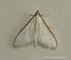 Palpita vitrealis 3