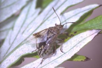 Stictopleurus punctatonervosus Copyright: Peter Harvey