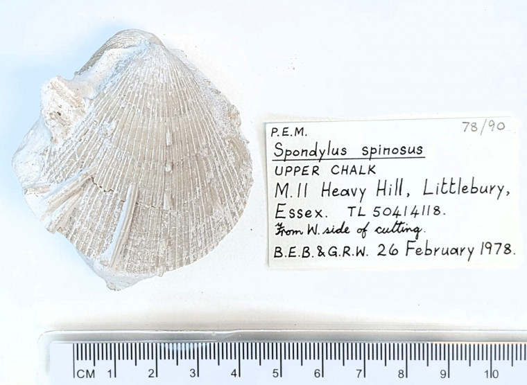 Bivalve Spondylus spinosus  Littlebury Heavy Hill M11 1978 Copyright: Essex Field Club