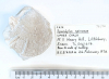 Bivalve Spondylus spinosus  Littlebury Heavy Hill M11 1978 