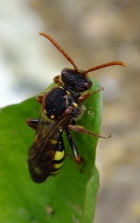 Nomada marshamella (Marshams Nomad Bee) Copyright: Peter Pearson