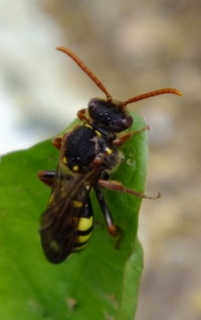 Nomada marshamella (Marshams Nomad Bee) Copyright: Peter Pearson