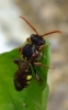 Nomada marshamella (Marshams Nomad Bee) 