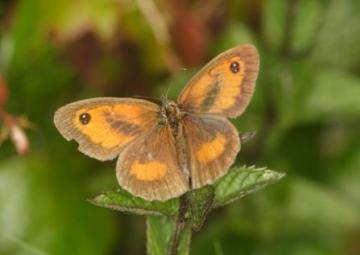 Gatekeeper Copyright: Peter Harvey