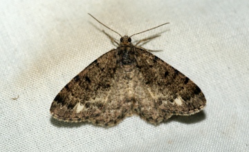 Brindled White-spot Copyright: Ben Sale