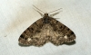 Brindled White-spot Copyright: Ben Sale