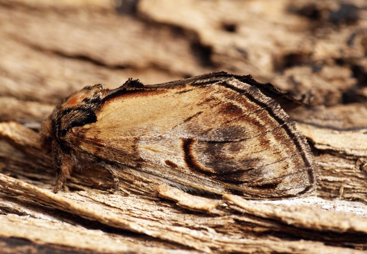 Pebble Prominent 2 Copyright: Ben Sale