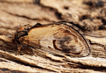 Pebble Prominent 2 Copyright: Ben Sale