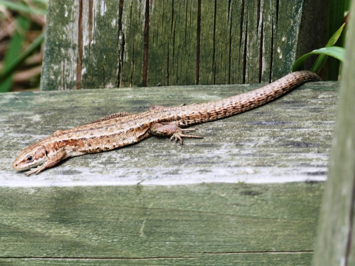 Common Lizard 2 Copyright: Graham Smith