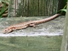 Common Lizard 2 