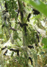 Peacock caterpillar colony Copyright: Martyn Everett