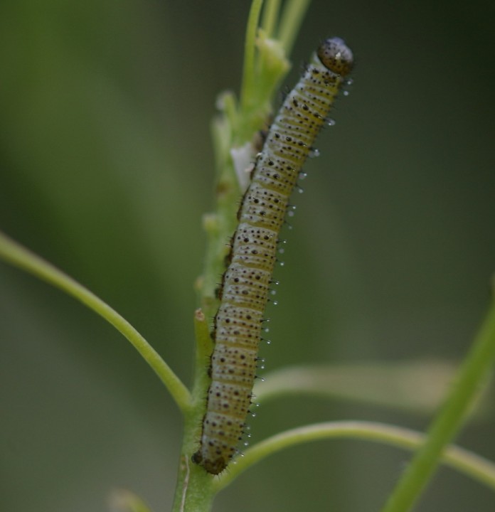 10mm larva on Hoary Cress Copyright: Robert Smith