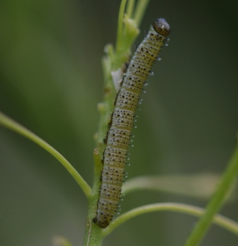 10mm larva on Hoary Cress Copyright: Robert Smith