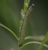 10mm larva on Hoary Cress Copyright: Robert Smith