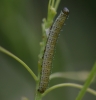 10mm larva on Hoary Cress