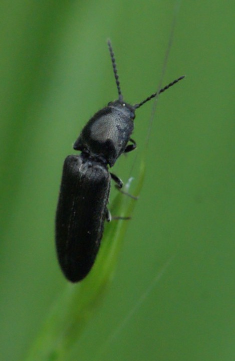 Limonius poneli Copyright: Robert Smith