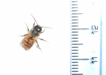 Tentative identification Osmia rufa Copyright: Martyn Everett