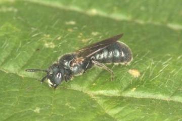 Ceratina cyanea male Copyright: Peter Harvey