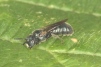 Ceratina cyanea male 