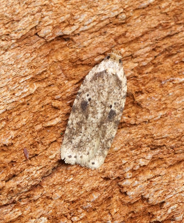 Agonopterix arenella 5 Copyright: Ben Sale