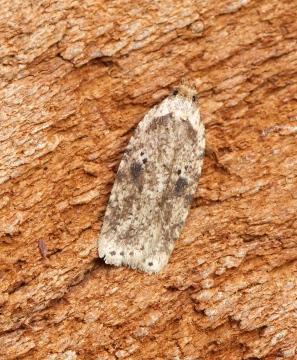 Agonopterix arenella 5 Copyright: Ben Sale