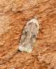 Agonopterix arenella 5 Copyright: Ben Sale