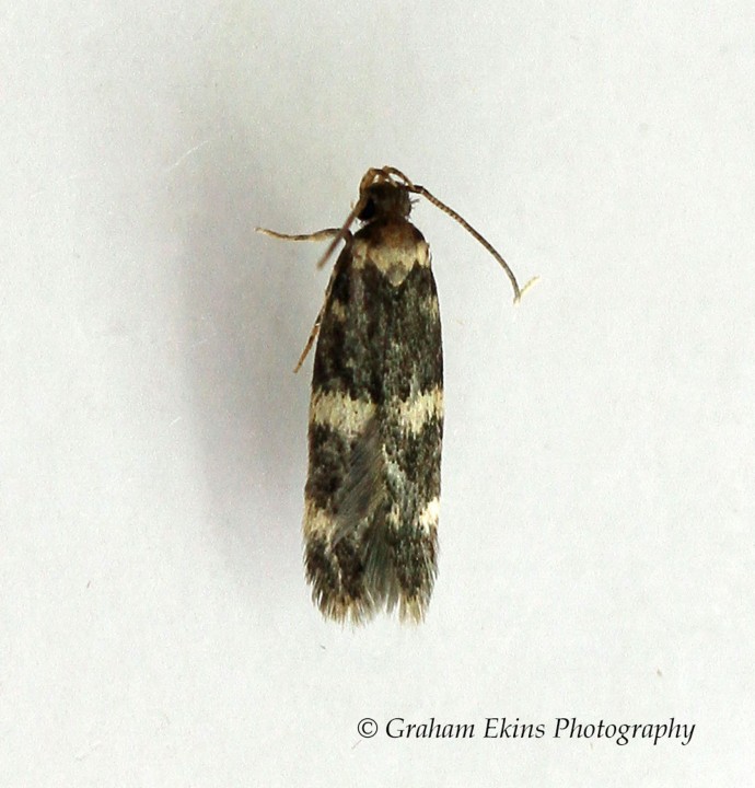 Oegoconia deauratella  GD Copyright: Graham Ekins