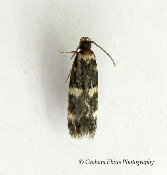 Oegoconia deauratella  GD Copyright: Graham Ekins