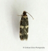 Oegoconia deauratella  GD Copyright: Graham Ekins