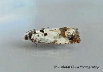 Eucosma campoliliana 3 Copyright: Graham Ekins