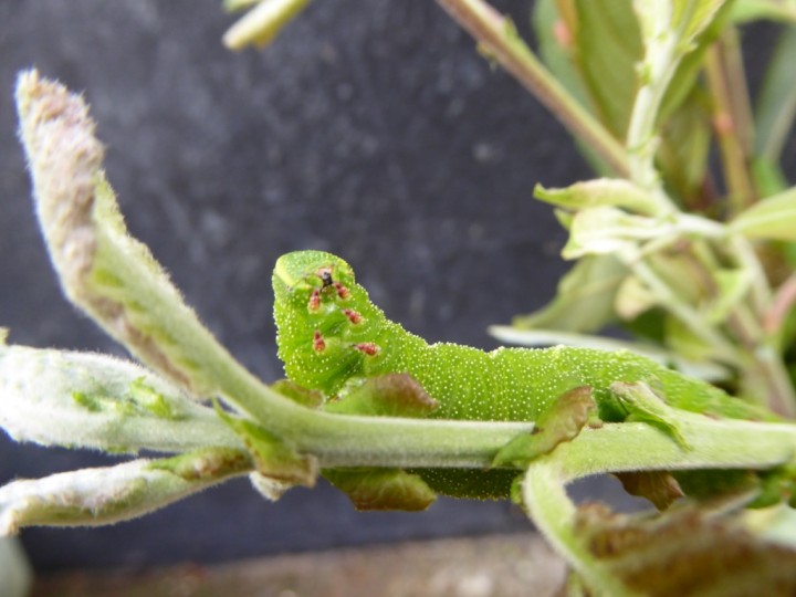 Poplar Hawk-moth caterpillar Copyright: Kathy Greenwood