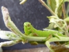 Poplar Hawk-moth caterpillar