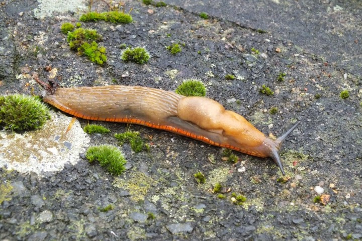 Red Slug Arion rufus Copyright: Peter Pearson